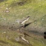 Paruline des ruisseaux