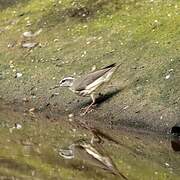 Northern Waterthrush