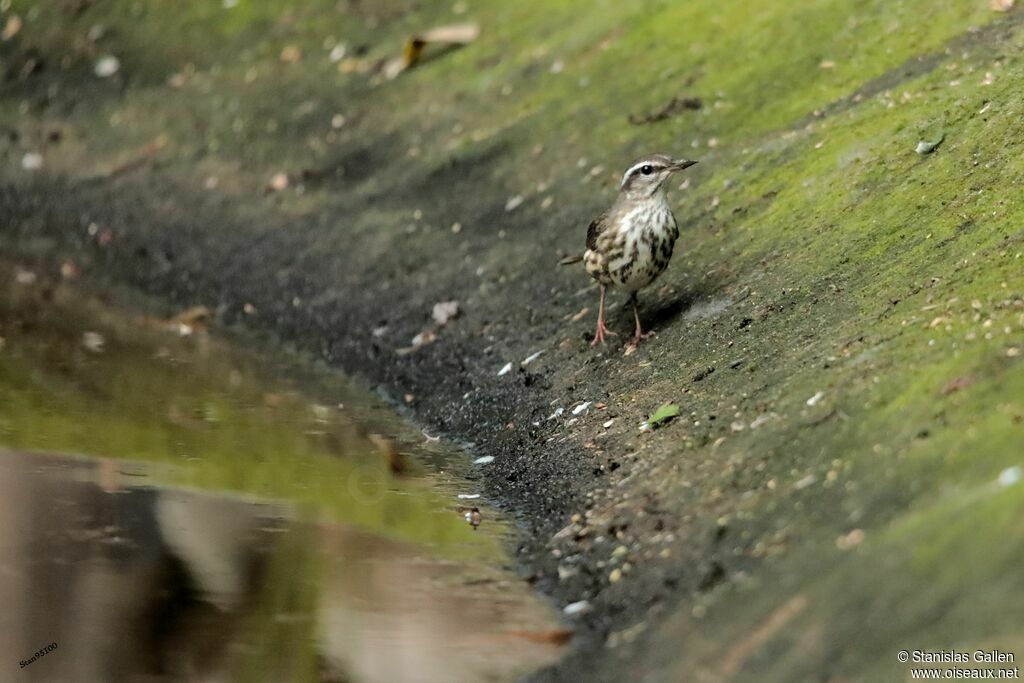 Paruline des ruisseauxadulte