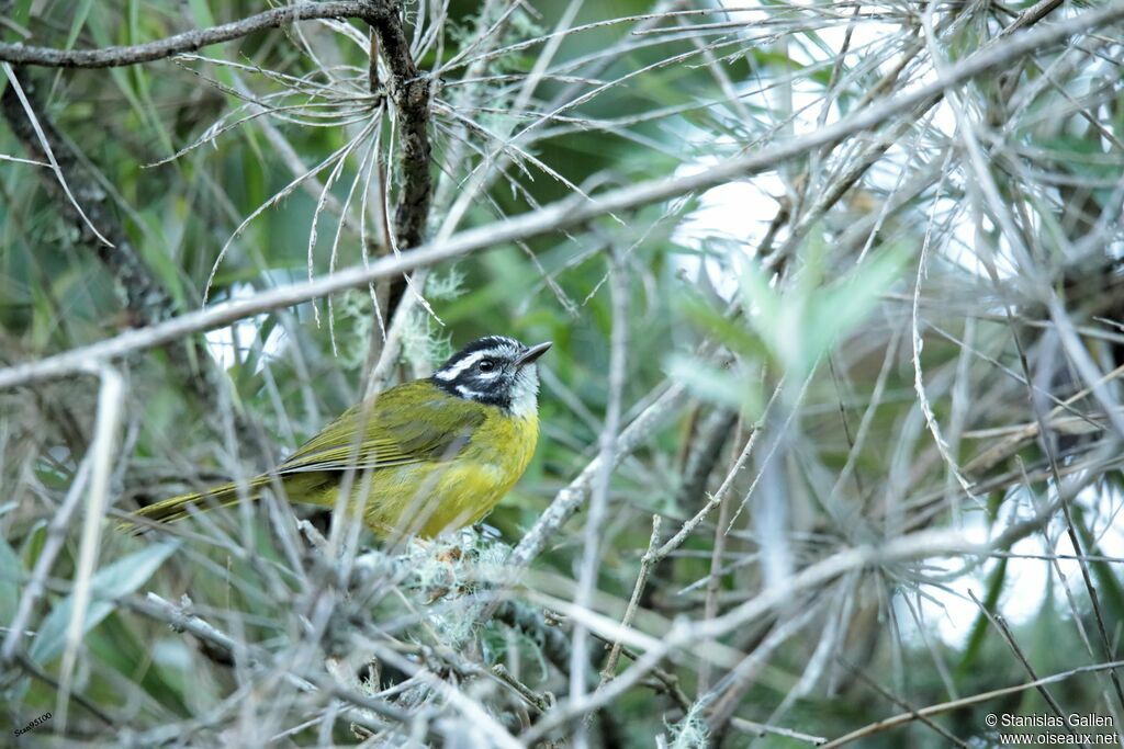 Santa Marta Warbler male adult breeding