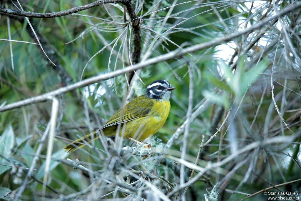 Santa Marta Warbler male adult breeding