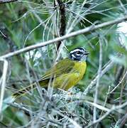 Santa Marta Warbler