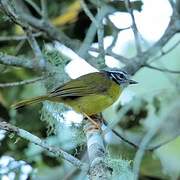 Santa Marta Warbler