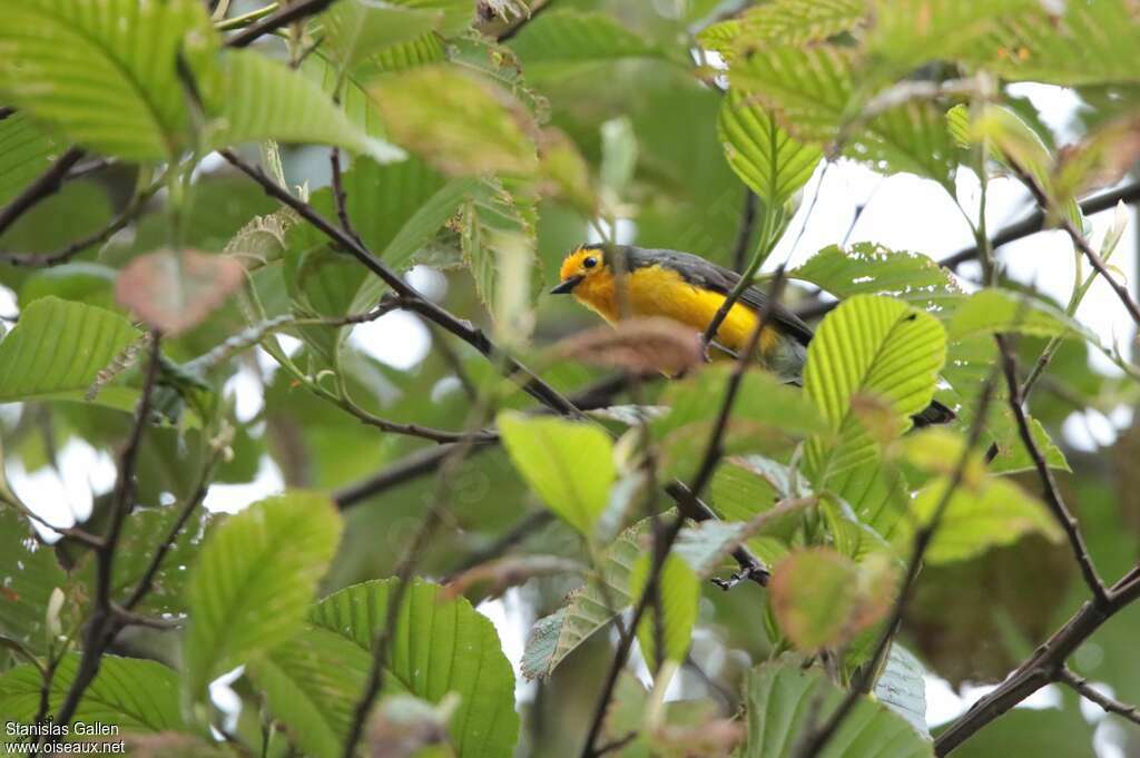 Golden-fronted Whitestartadult, habitat