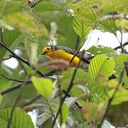 Golden-fronted Whitestart