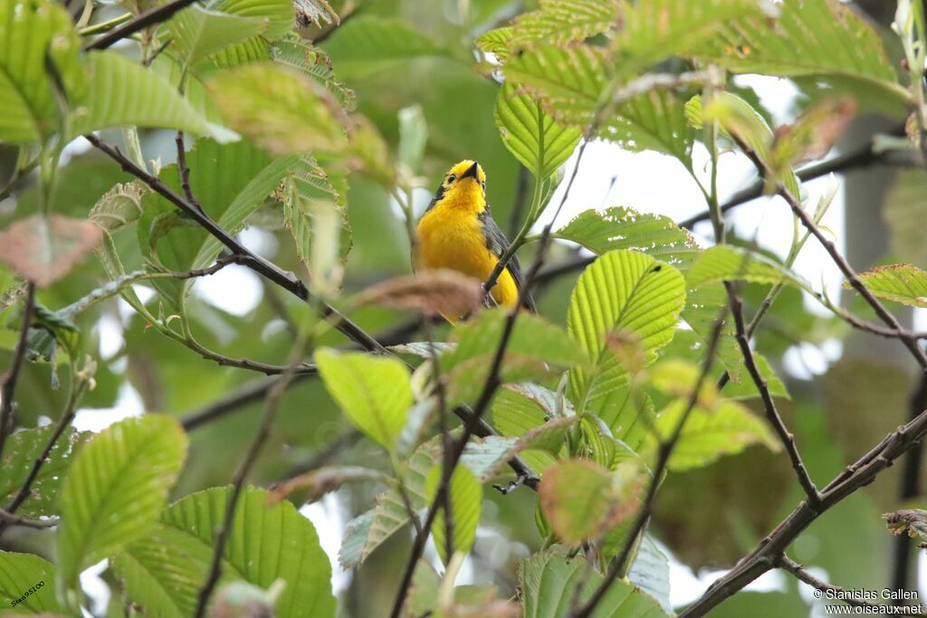 Golden-fronted Whitestart male adult breeding