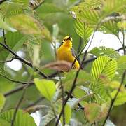 Golden-fronted Whitestart