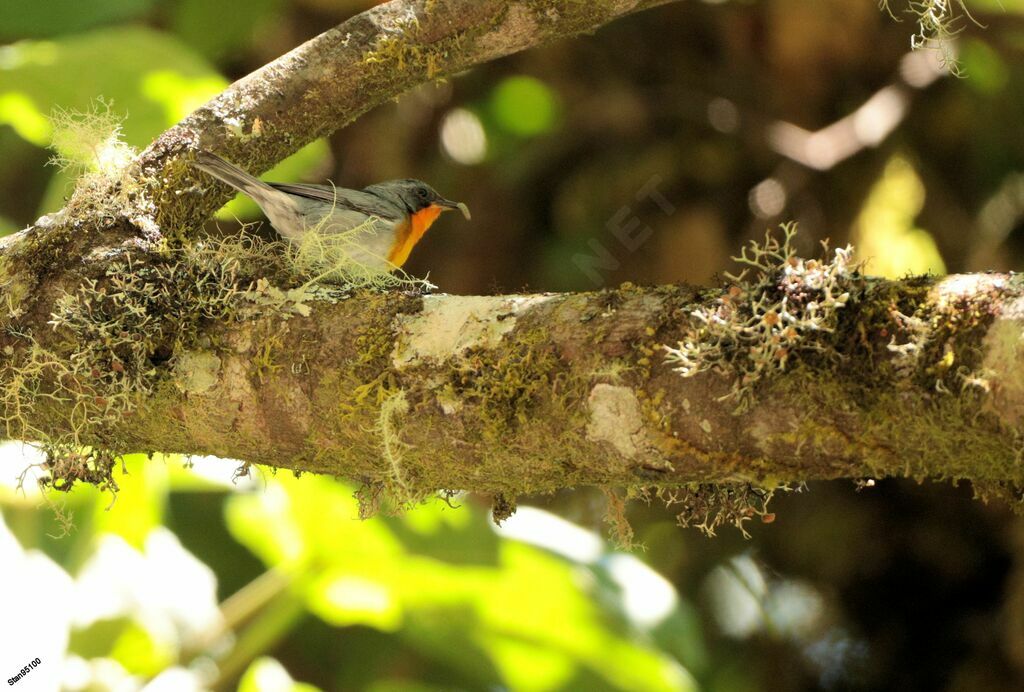 Flame-throated Warbler male adult breeding