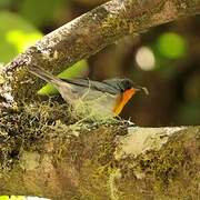 Flame-throated Warbler