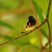 American Redstart