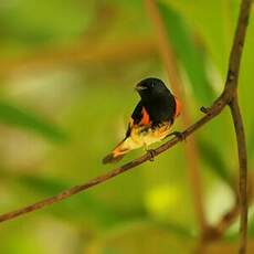 Paruline flamboyante