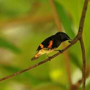 Paruline flamboyante