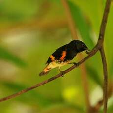 Paruline flamboyante