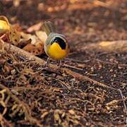 Common Yellowthroat