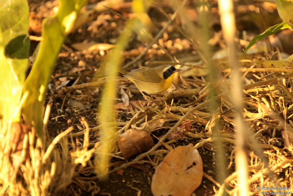 Common Yellowthroat male adult breeding, close-up portrait, walking