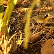 Common Yellowthroat