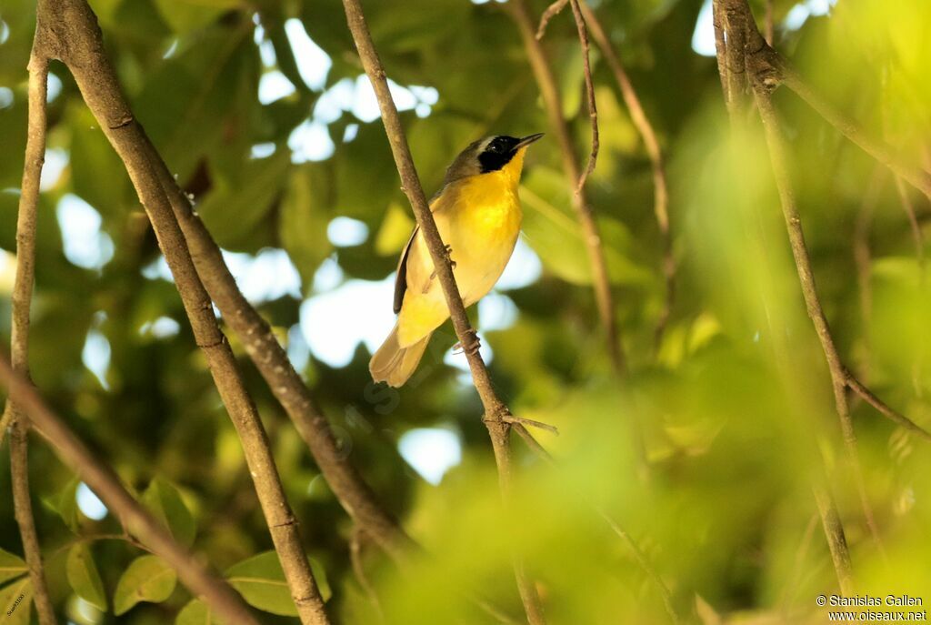 Common Yellowthroat male adult breeding, close-up portrait