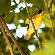 Common Yellowthroat