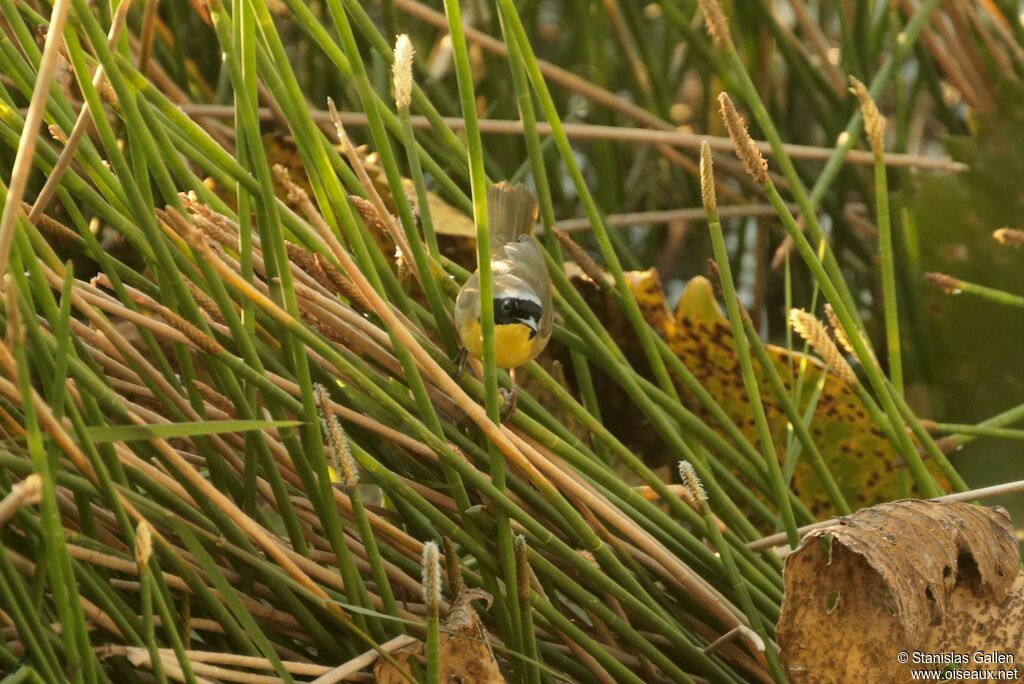 Common Yellowthroat male adult breeding, fishing/hunting