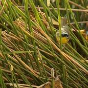 Common Yellowthroat