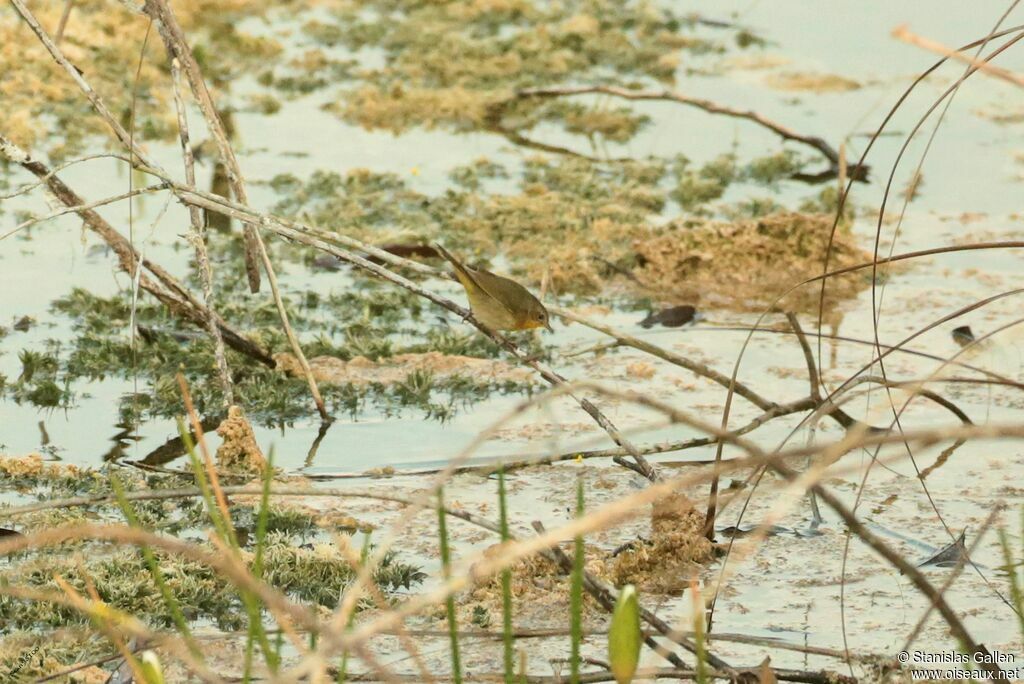 Common Yellowthroat female adult breeding