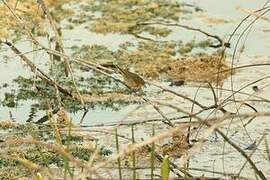 Common Yellowthroat