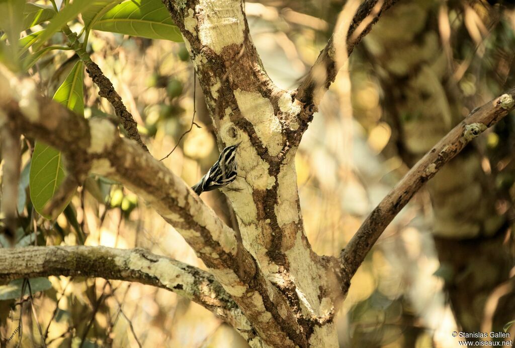 Black-and-white Warbler male adult breeding