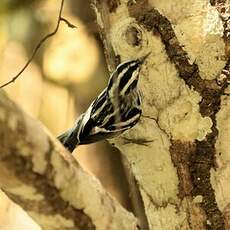 Paruline noir et blanc