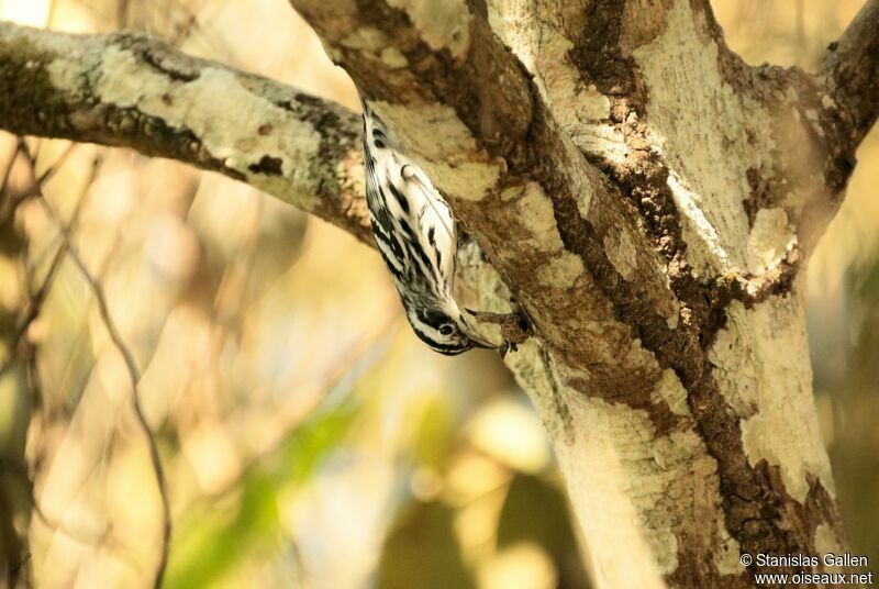 Black-and-white Warbler male adult breeding, close-up portrait, fishing/hunting