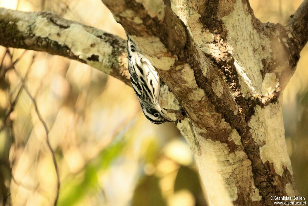 Black-and-white Warbler male adult breeding, close-up portrait, fishing/hunting