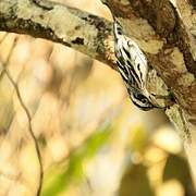 Black-and-white Warbler