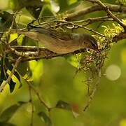 Tennessee Warbler