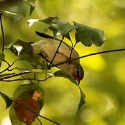 Tennessee Warbler