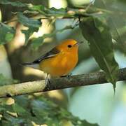 Prothonotary Warbler