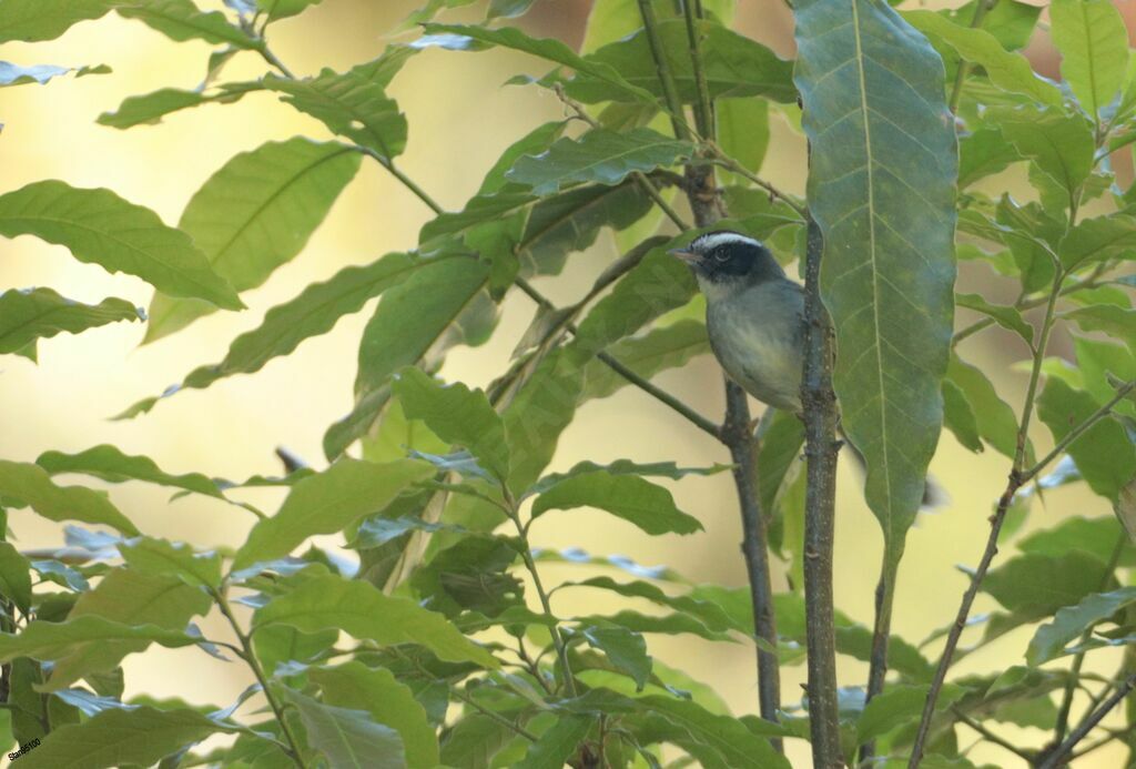 Black-cheeked Warbler male adult breeding