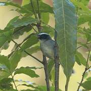 Black-cheeked Warbler