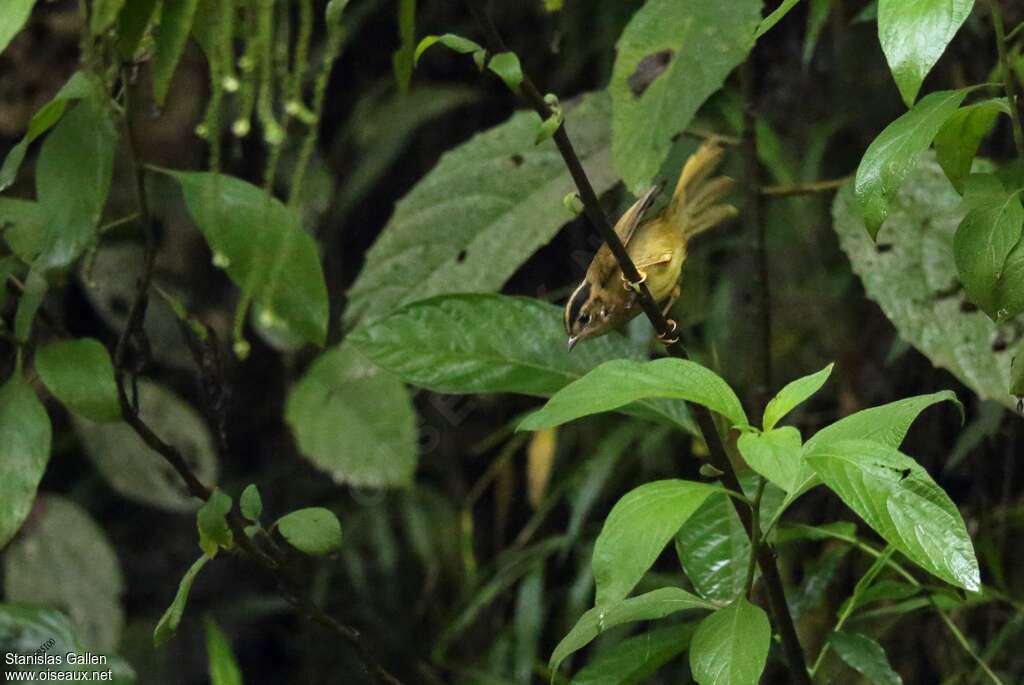 Three-striped Warbleradult, habitat, pigmentation, Behaviour