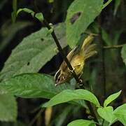 Three-striped Warbler