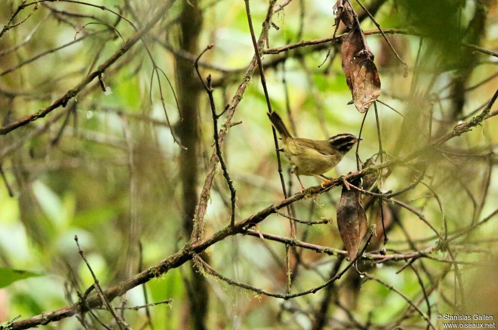 Paruline triligneadulte