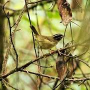 Three-striped Warbler