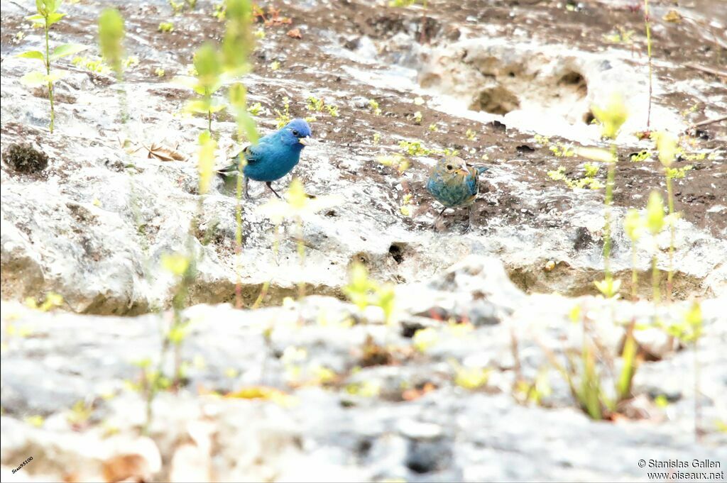 Indigo Buntingadult breeding