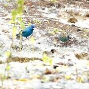 Indigo Bunting