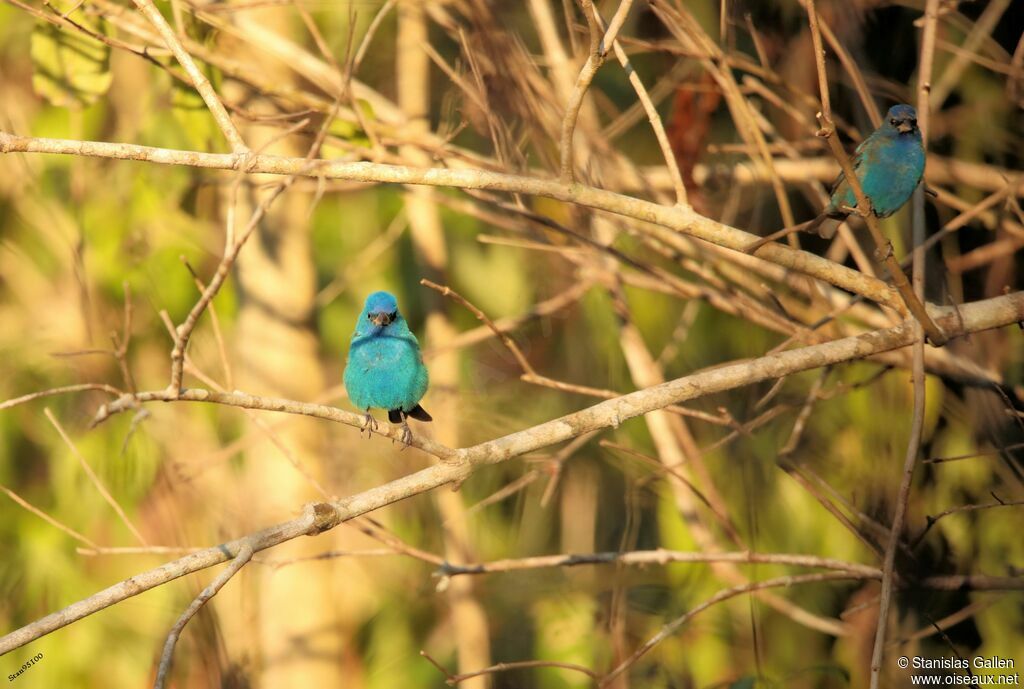 Indigo Buntingadult breeding