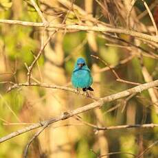 Passerin indigo