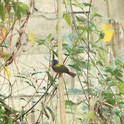 Painted Bunting