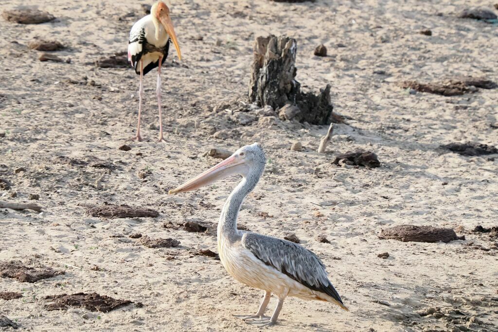 Spot-billed Pelicanadult, walking