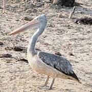 Spot-billed Pelican