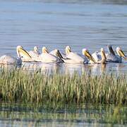 Great White Pelican