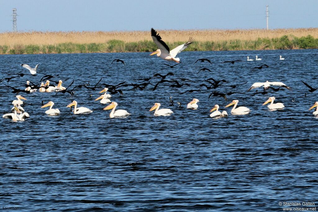 Great White Pelicanadult post breeding, eats