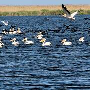 Great White Pelican